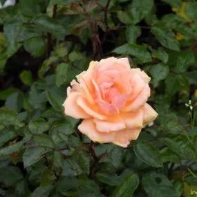 Sweet Honey Floribunda Rose (Rosa Sweet Honey) 4